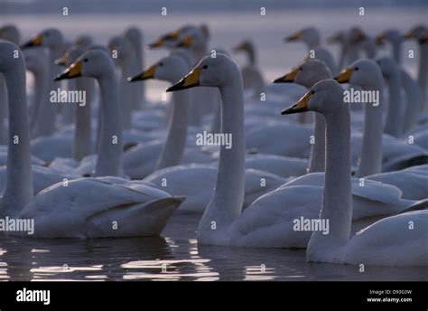 Swans swimming in water Stock Photo - Alamy