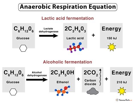 What Is The Word Equation For Anaerobic Respiration - Tessshebaylo