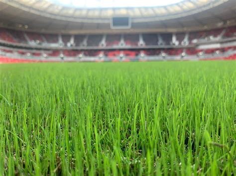 Oregon Turf Plays Global Role in World Cup, Thanks to Canby-Based Pure ...