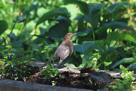 Female blackbird | Female Blackbird | Rob Hodgkins | Flickr