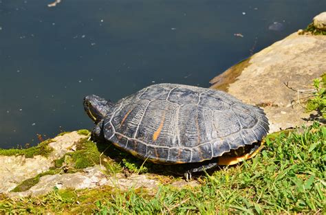 How to Encourage Basking for Your Red-Eared Slider