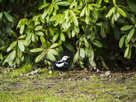 Black and White Blackbird Under a Winter Tree in Burnley Northern England Stock Image - Image of ...