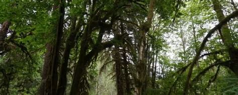 Olympic Lake Crescent Hiking Trails Guide