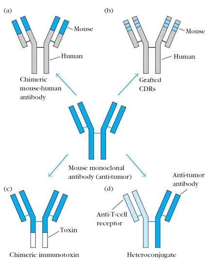 Humanized Antibodies