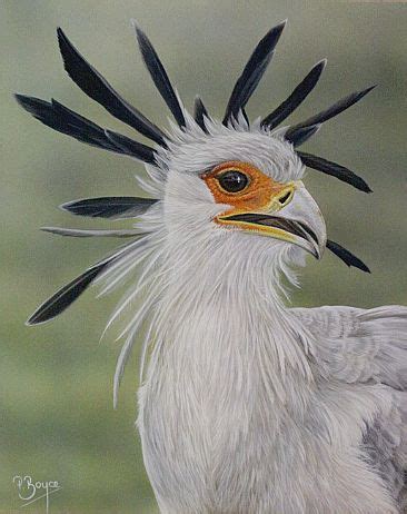 Secretary Bird - Painting Art by Peta Boyce