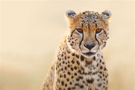 Namibia Wildlife Photography Trip — Charly Savely