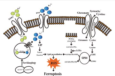 Figure 1 from Ferroptosis: Mechanism and connections with cutaneous ...