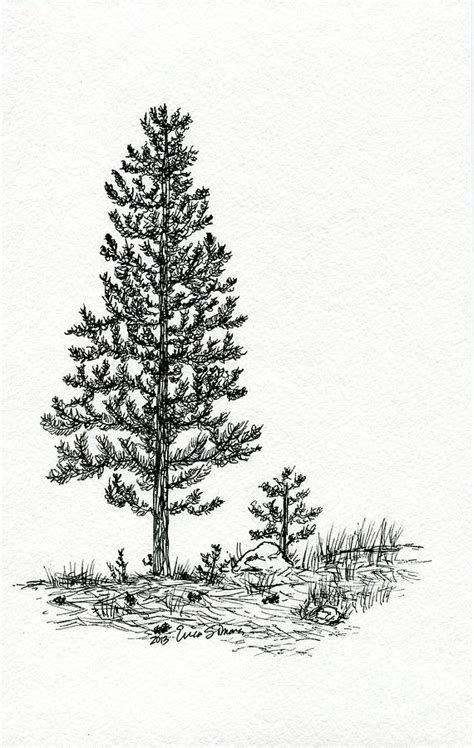 Pine Tree Drawing by Erica Simons