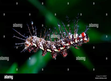 Venomous caterpillar hi-res stock photography and images - Alamy