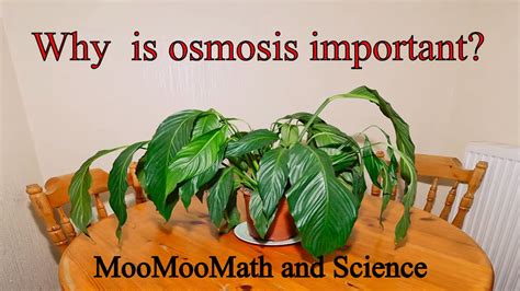 Osmosis Examples In Real Life