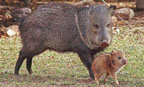 Javelinas | Arizona Highways