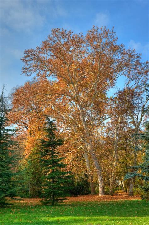 Plane tree in autumn stock photo. Image of branch, light - 34756640