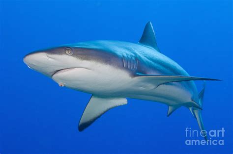 Gray Reef Shark, Kimbe Bay, Papua New Photograph by Steve Jones