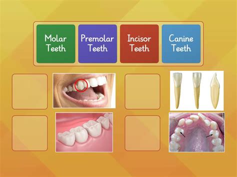 TYPES OF TEETH - Match up