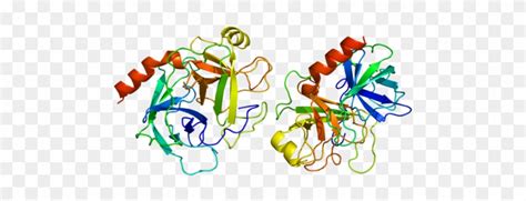 Powder Trypsin, Usage - Trypsinogen To Trypsin Structure - Free Transparent PNG Clipart Images ...