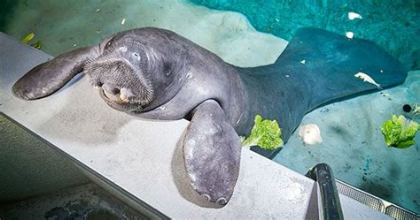 Oldest manatee eating lettuce | Manatee, South florida museum, Guinness ...