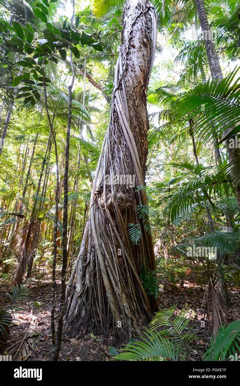 Umbrella Tree (Schefflera actinophylla) beside the Rainforest Boardwalk ...