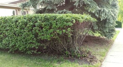 Oystershell scale spreading through Calgary hedges - Calgary - CBC News