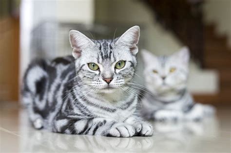 21 American Cat Breeds - Cat-World