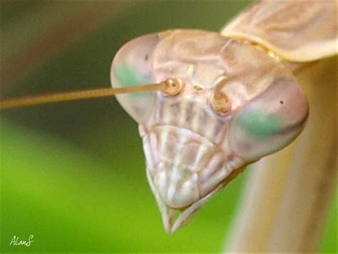 Eucalypt Habitat: Purple-winged Mantis (Tenodera Australasiae)