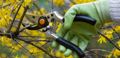 Pruning Shrubs - When and How to Prune Different Types | Pyracantha.co.uk