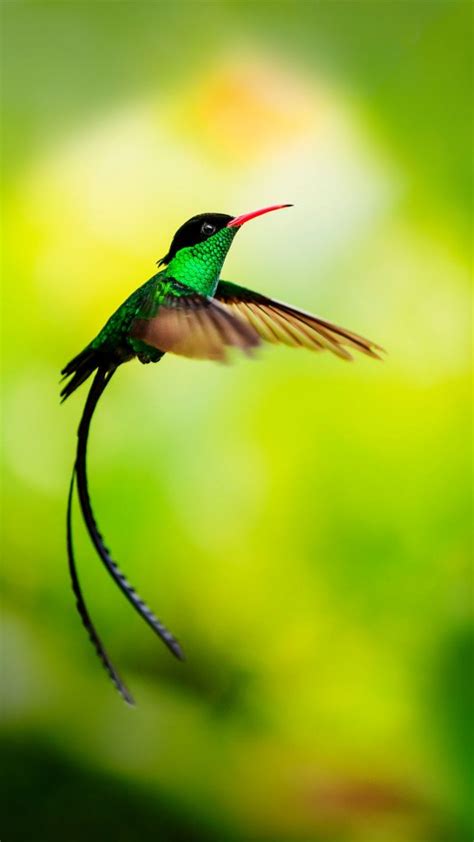 Hummingbird in flight, Jamaica | Windows Spotlight Images