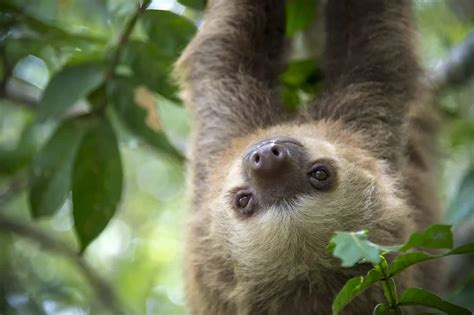 Le parc Manuel Antonio et sa faune | Costa Rica Découverte