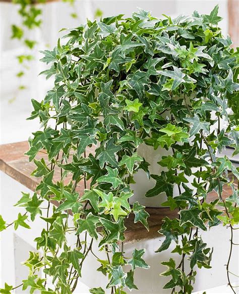 Growing English Ivy Indoors | Ivy Houseplant Care Tips