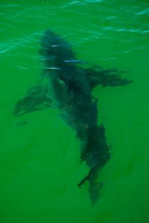 Great white sharks off the coast of Massachusetts. | Flickr