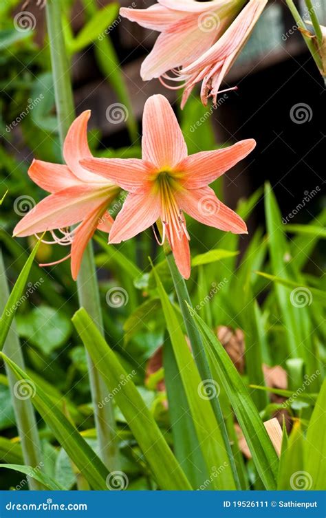 Amaryllidaceae stock image. Image of background, elegance - 19526111