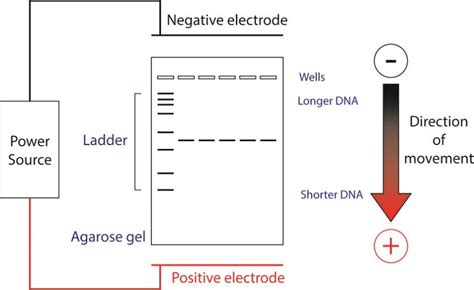 Agarose gel electrophoresis – QB3 Berkeley