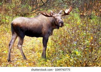 Moose Bull Antlers Male Forest Alaska Stock Photo 1049743775 | Shutterstock