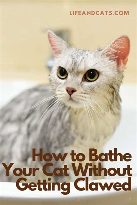 How to Give Your Cat a Bath Without Getting Scratched