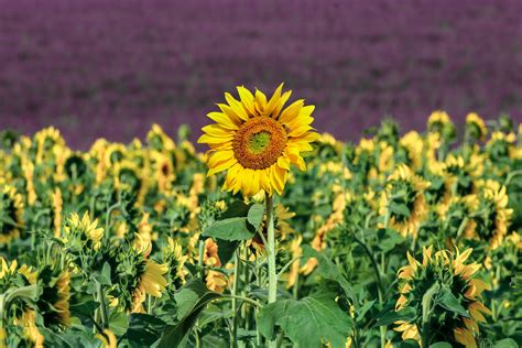 The Best Sunflower Fields Near London | London Reviews