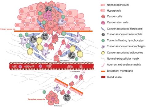 The Role of the Extracellular Matrix and Its Molecular and Cellular Regulators in Cancer Cell ...