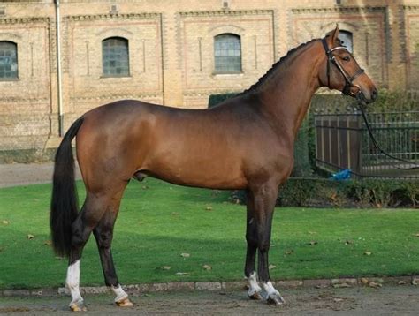 Westphalian Horse Breed Information, History, Videos, Pictures