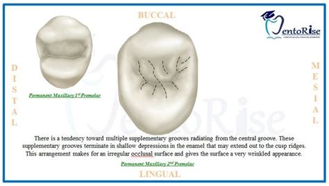 Permanent maxillary second premolar tooth morphology dental anatomy ...