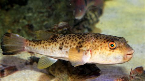 Deadly pufferfish poison relieves stress in deadly pufferfish | Science ...