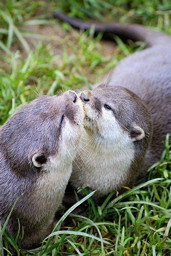 All sizes | Asian Otters Kissing | Flickr - Photo Sharing! | Otters ...