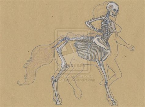 Centaur Anatomy - Skeleton Tab. by ColdRuru on DeviantArt