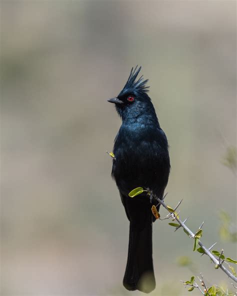 Classic Desert Birds – Foothills Clusters Wildlife