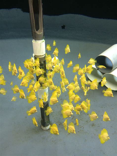 Looking Back on an Aquaculture Success Story: Captive Breeding the ...