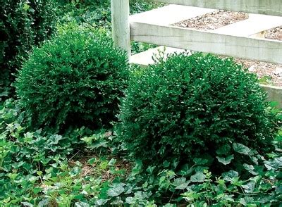 Chicagoland Green Boxwood - Grasshopper Gardens