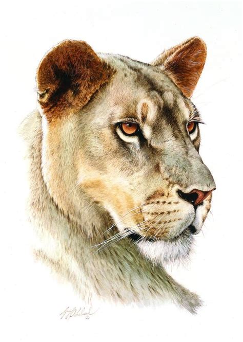 "Lioness Head" - Portraits - #130 | Disegnare animali, Animali ...