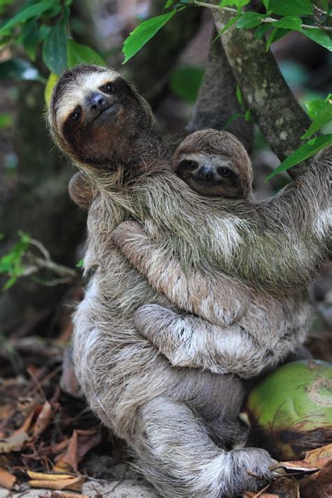 Pin on Sloths