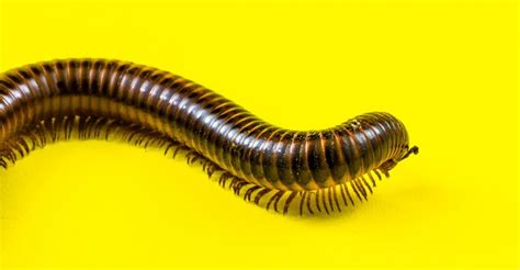 Free Images : insect, invertebrate, worm, arthropoda, arthropod, ringed, millipedes, giant ...