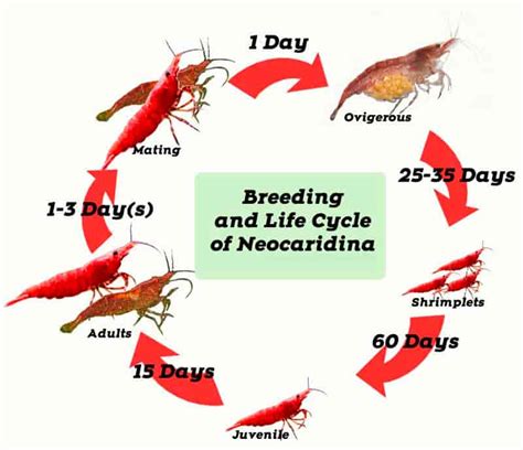 Breeding and Life Cycle of Red Cherry shrimp - Shrimp and Snail Breeder