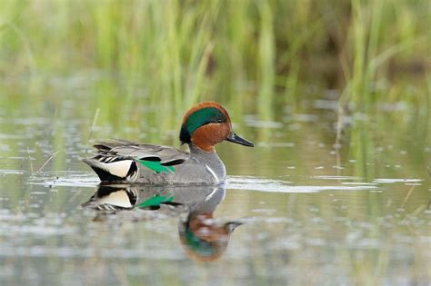 Green-winged teal — Ducks Unlimited Canada