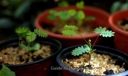 Mimosa Pudica: How to Grow Ticklish Sensitive Plant Indoors