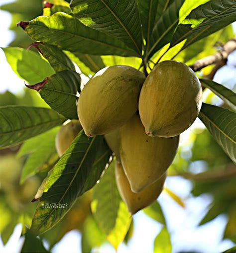 Pin by Alessio Zaffanelli on tree | Fruit, Lucuma powder, Lime